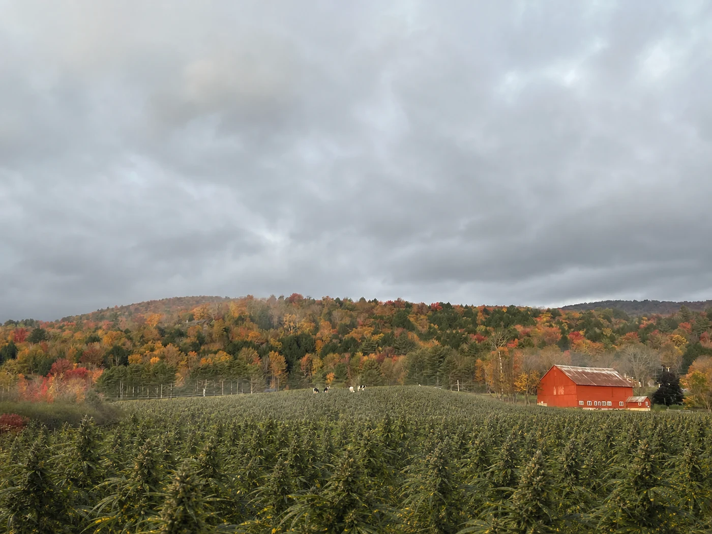 Fall meadow with cannabis plants near the Spear Barn