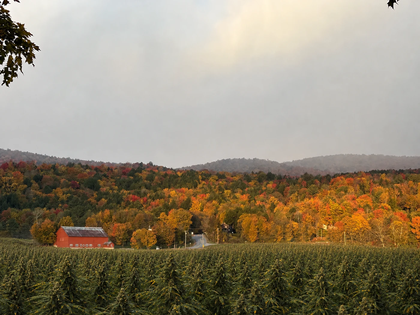 Fall meadow haze with cannabis plants by the barn