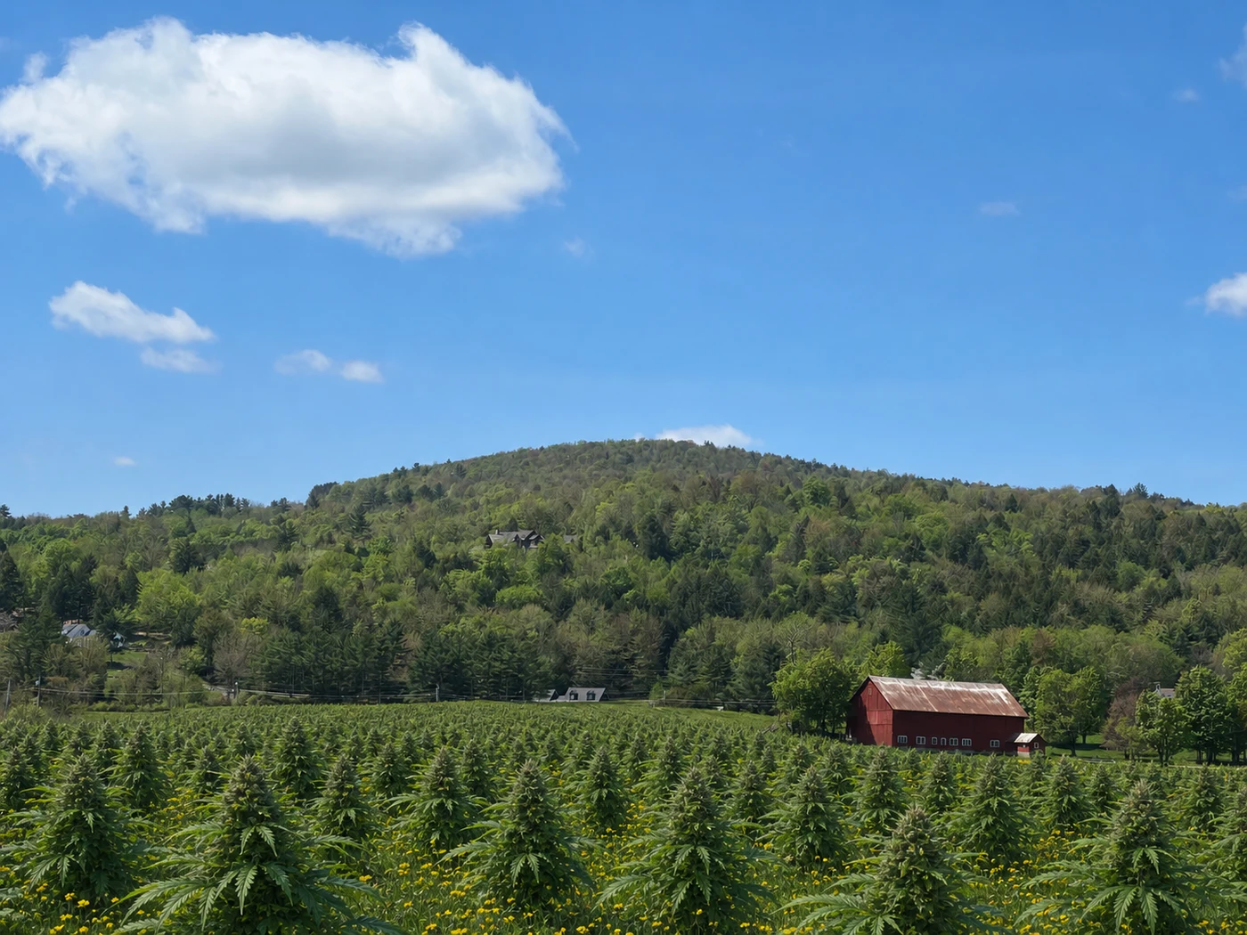 Spring meadow and red barn with cannabis rows