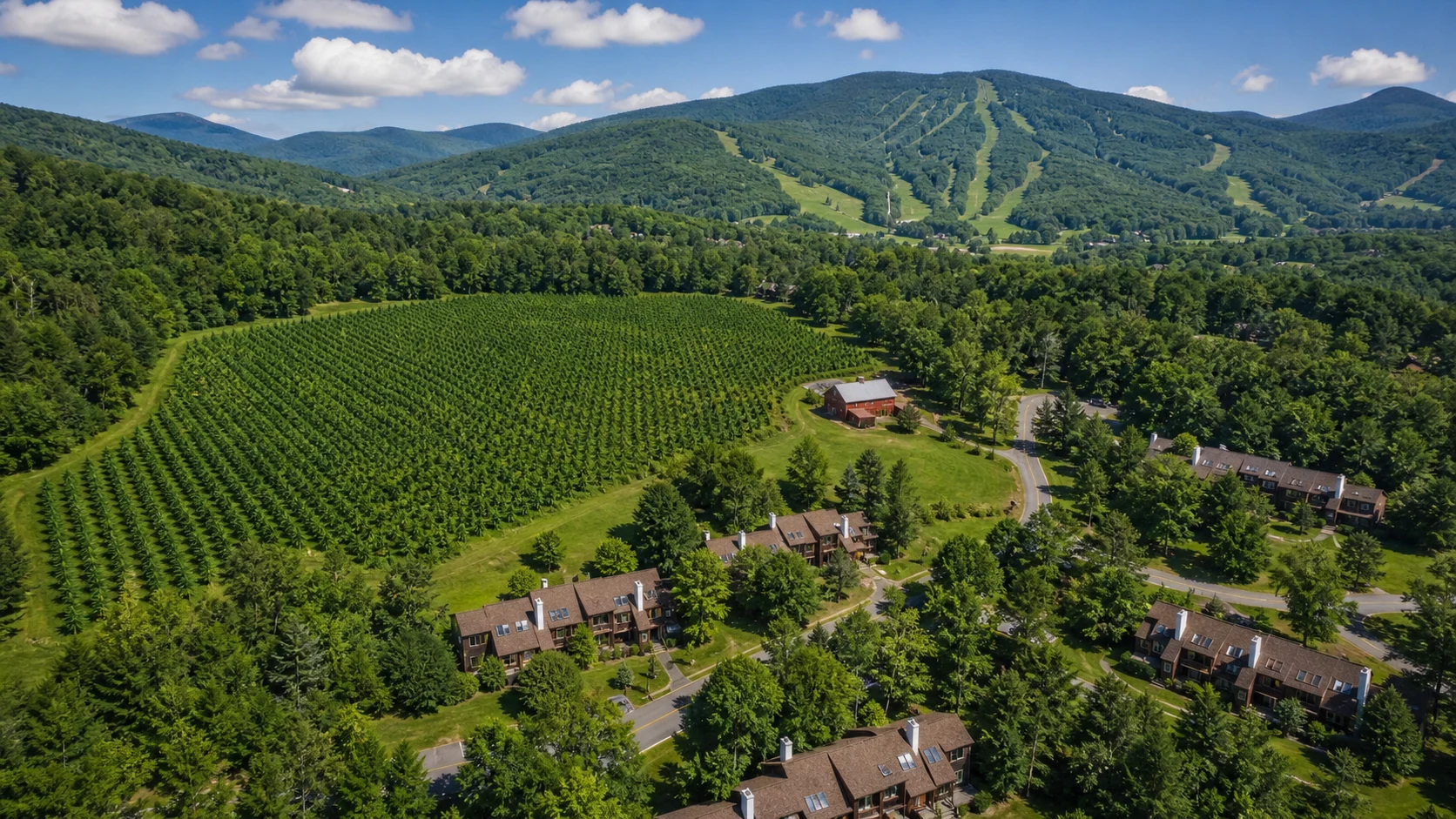 Drone view of Stonerbrook front meadow cannabis rows